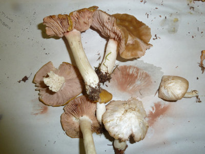 Entoloma sinuatum1020108.jpg