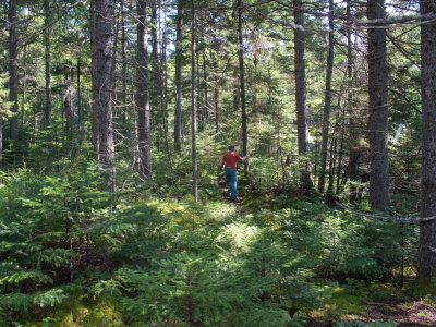 George forging ahead on the trail_2157.jpg