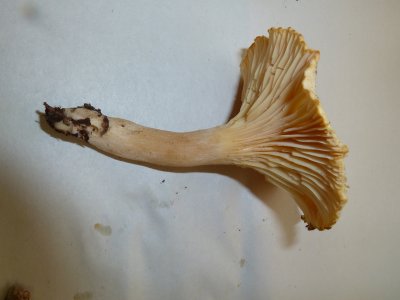 Hygrophorus camarophyllus1020284.jpg