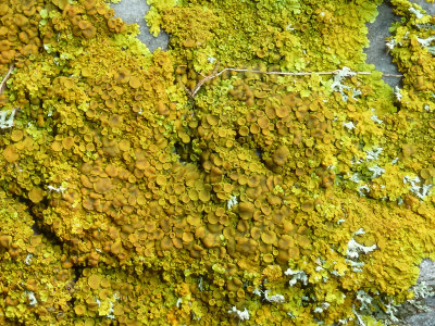 Lichen on gravestone1020039.jpg