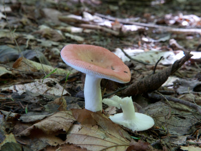 Dry-capped Russula with mild taste1000896.jpg