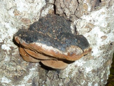 Phellinus ignarius1020142.jpg