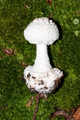 AMANITA SPECIES: Please click on each photo to see a much larger version of the specimen.