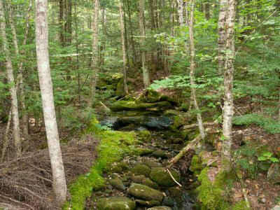 Late Summer Mushrooms of the White Mountains of New Hampshire