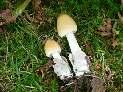 Amanita fulva group1010012.jpg