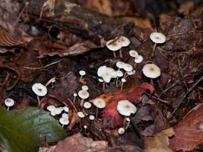 Collybia tuberosa1010583.jpg