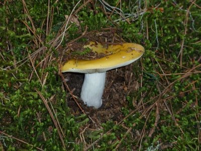 Russula claroflava1020382.jpg