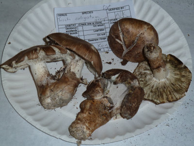 Tricholoma caligatum1020797.jpg