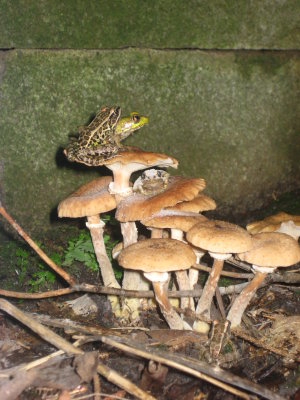 Leopard frogs on honey schrooms.JPG