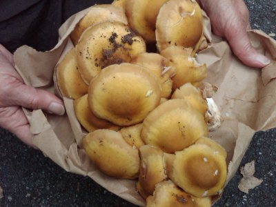 A cluster of honey mushrooms (Armillaria mellea).jpg