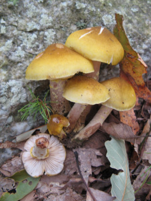 Honey Mushroom.jpg