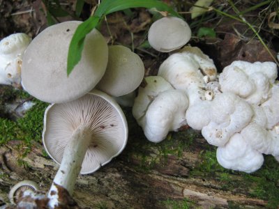 Entoloma.jpg