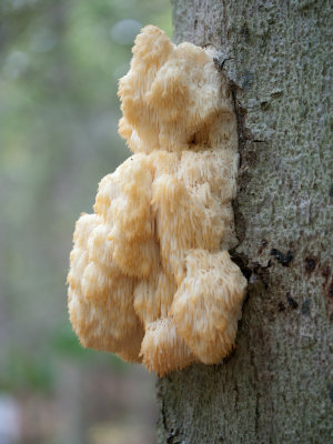 Hericium erinaceum1010976.jpg