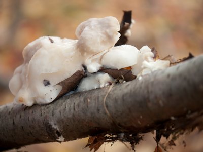 Tyromyces chioneus, the cheese polypore (not edible)1010959.jpg