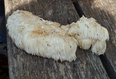 Hericium erinaceus1020973.jpg