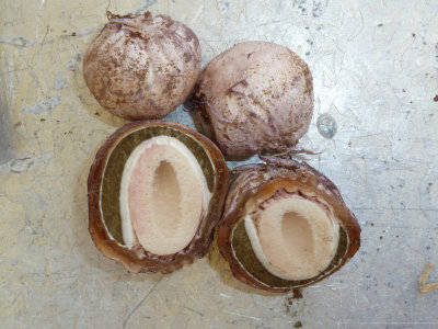 Phallus ravenelli eggs1030006.jpg