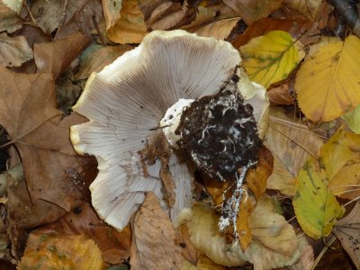 Stropharia hardii1020941.jpg