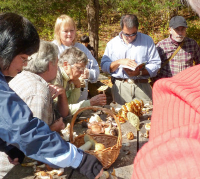 Studying Amanita phalloides1020979.jpg