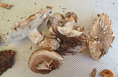 Tricholoma caligatum1030022.jpg