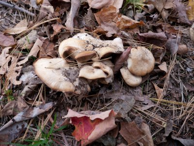 Unidentified cluster of tan-spored mushrooms1020128.jpg
