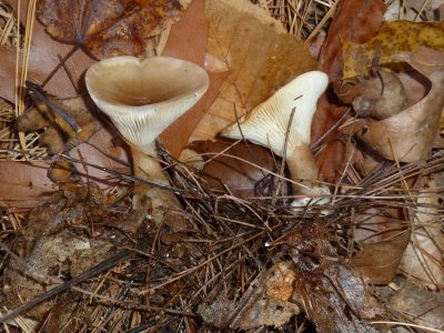 Clitocybe clavipes1030077.jpg