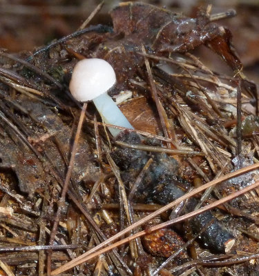 Mycena pura1030076.jpg