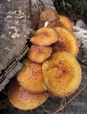 Pholiota aurivella0229.JPGG