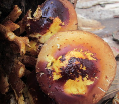 Rusty-brown Pholiota aurivella spores on cap0230.JPG
