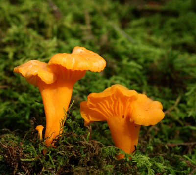 Cantharellus minor.jpg