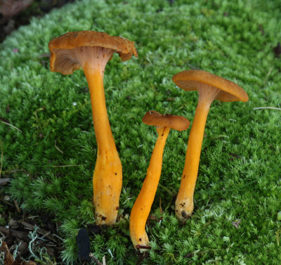 Craterellus tubaeformis.jpg