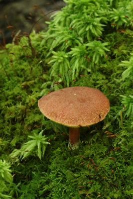 Boletus chrysenteron.jpg