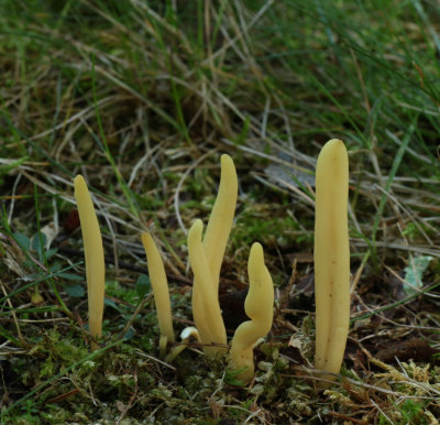 Clavulinopsis ?.jpg