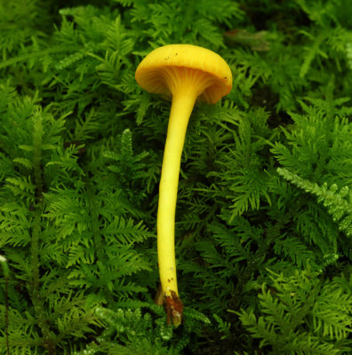 Hygrocybe nitida.jpg