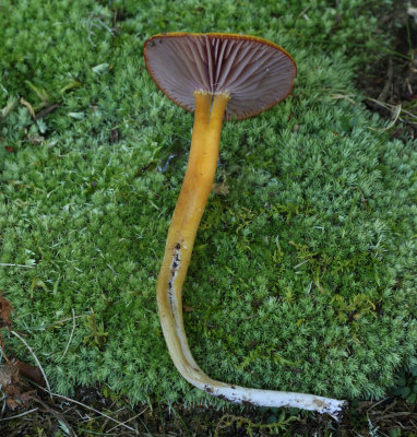 Hygrocybe purpureofolia.jpg