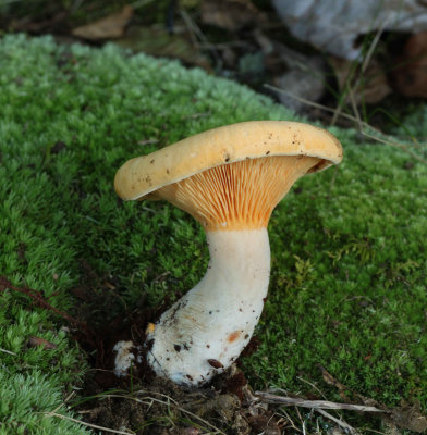 Hygrophoropsis aurantiaca.jpg