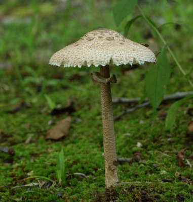 Macrolepiota procera.jpg