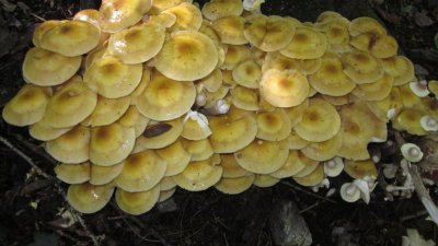 Armillaria mella ?