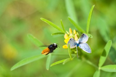 Bee and Friends