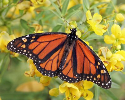 Monarch Sunning (male)