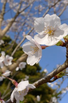 Sakura 2009