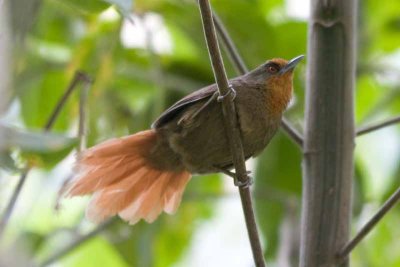 Red-eyed Thornbird