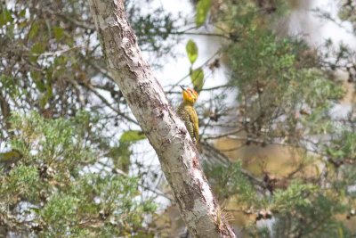 Yellow-browed Woodpecker