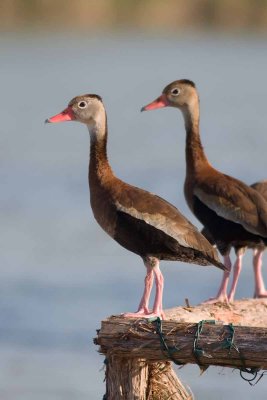 Black-bellied Whistking Duck