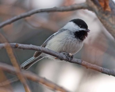 Chickadees, Nuthatches and Creepers
