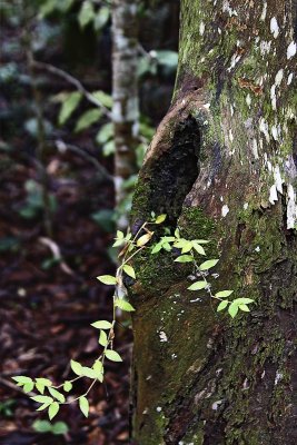 Tree hollow (from big things little things grow)