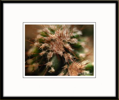 Cactus