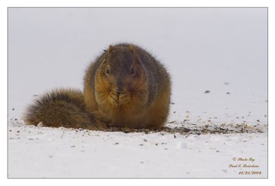 Red Squirrel - 1140 copy.tif