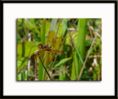 _ACT7038.tif