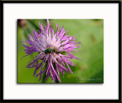 _ACT7328.tif