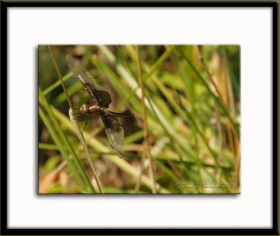 _ACT7387.tif